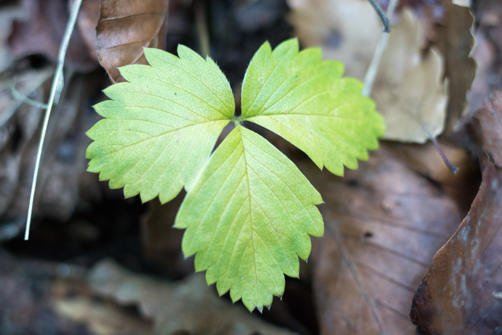 Canon EF 35mm F2 IS USM sample photo. Aula natura 2015 photography