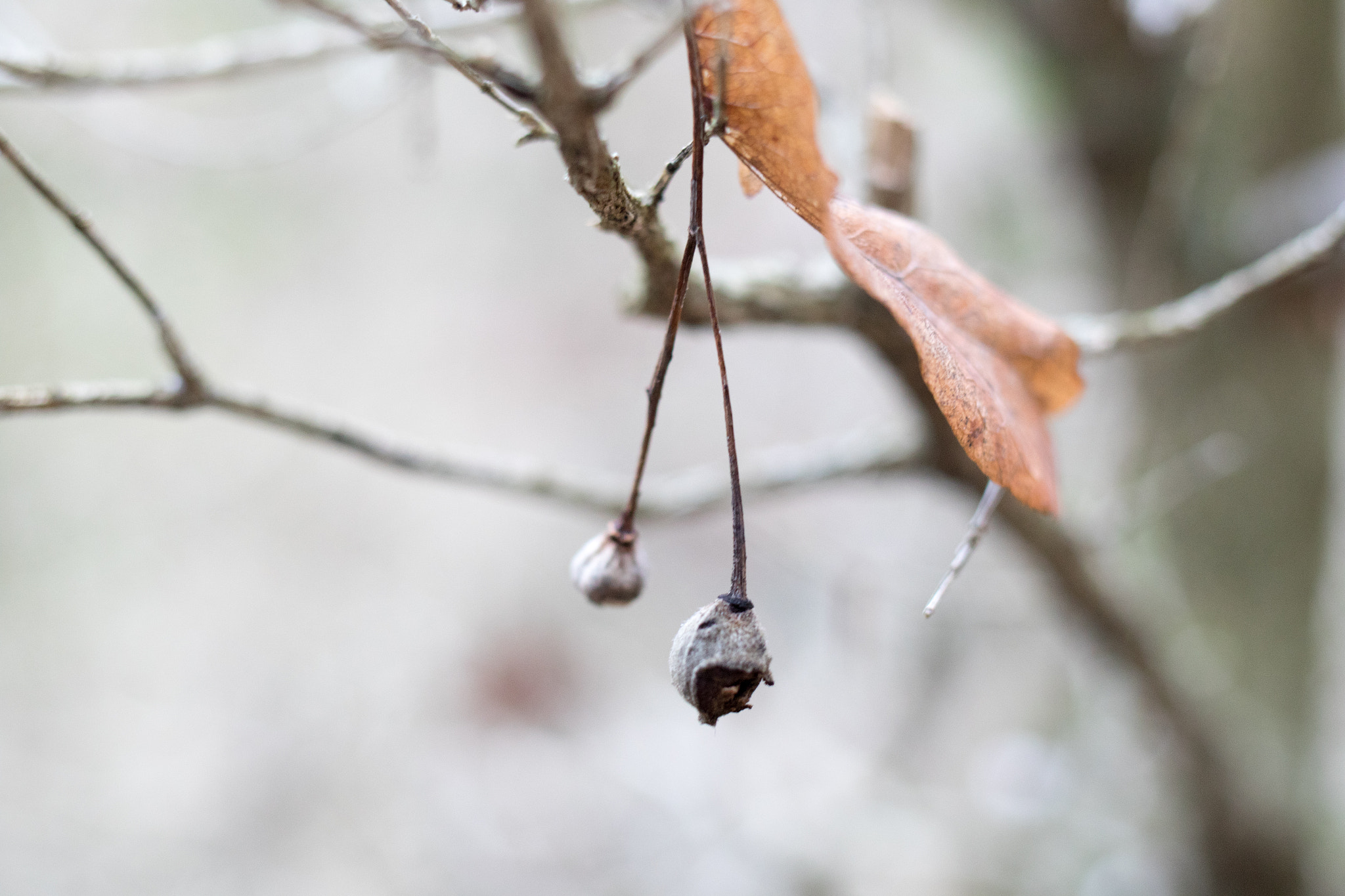 Canon EF 35mm F2 IS USM sample photo. Aula natura 2015 photography