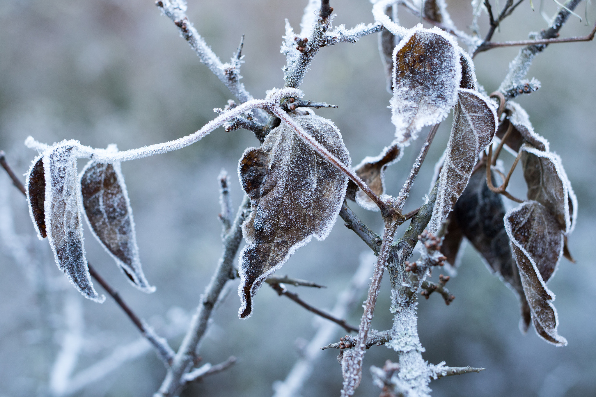 Canon EF 35mm F2 IS USM sample photo. Aula natura 2015 photography