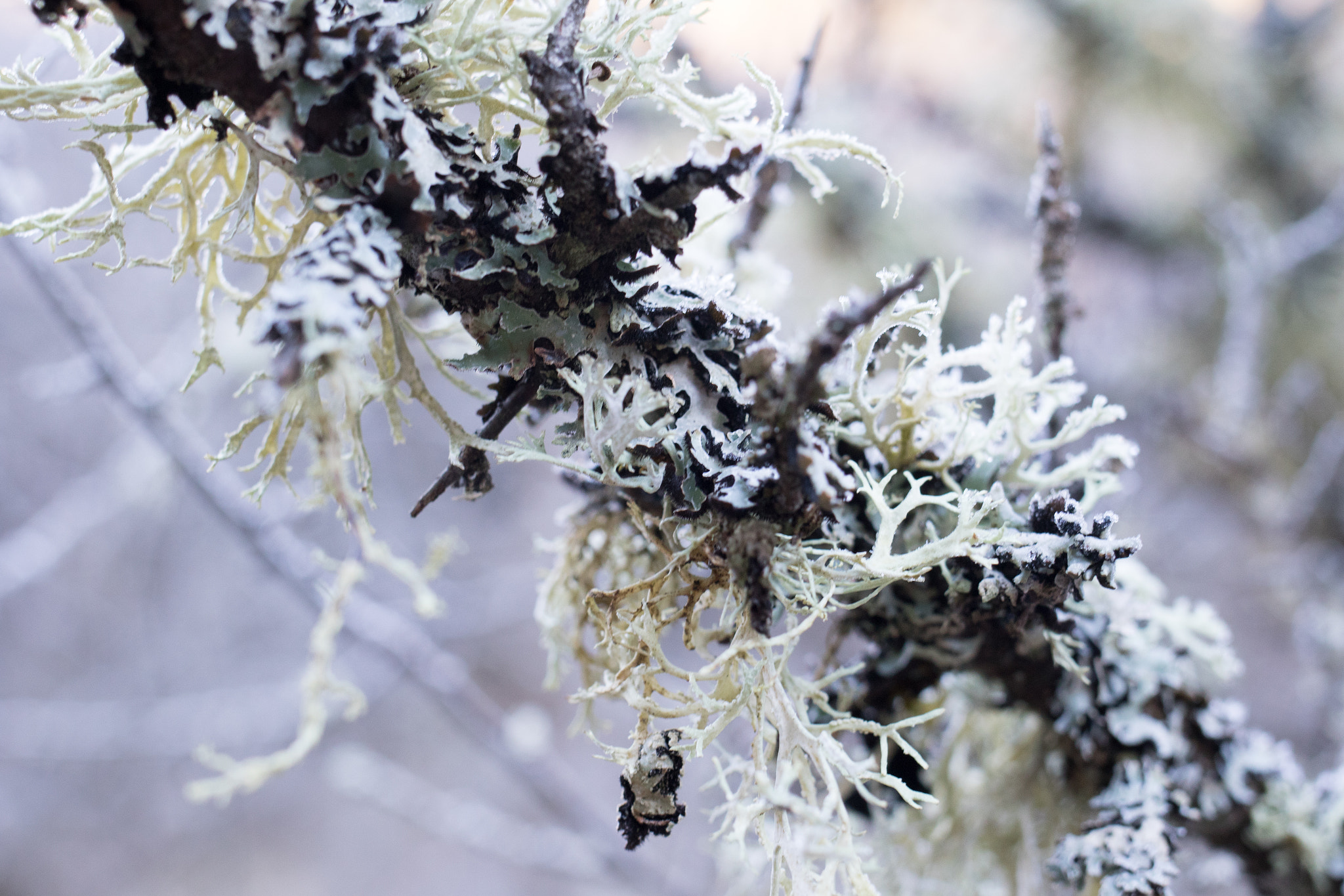 Canon EF 35mm F2 IS USM sample photo. Aula natura 2015 photography