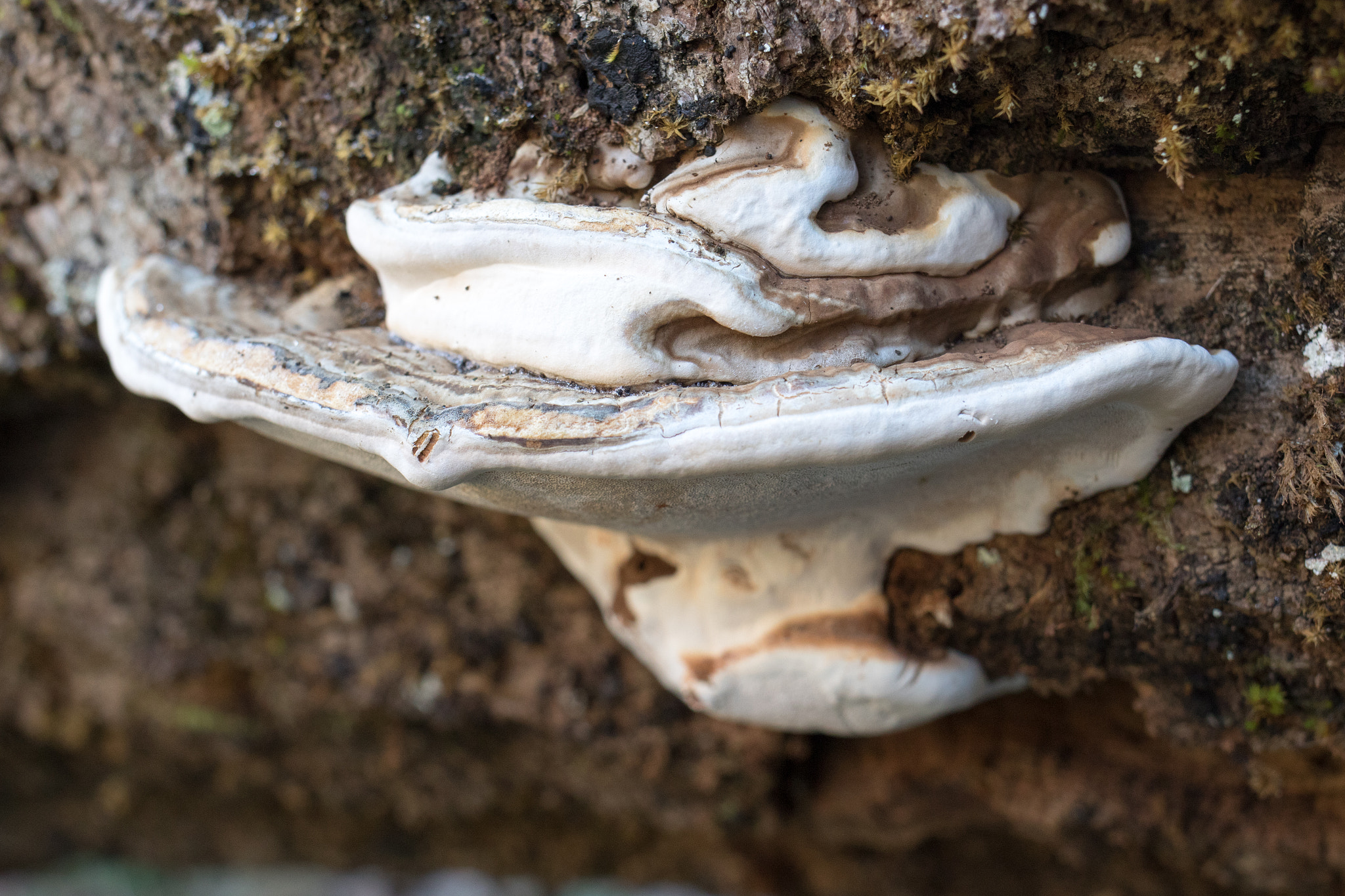 Canon EF 35mm F2 IS USM sample photo. Aula natura 2015 photography