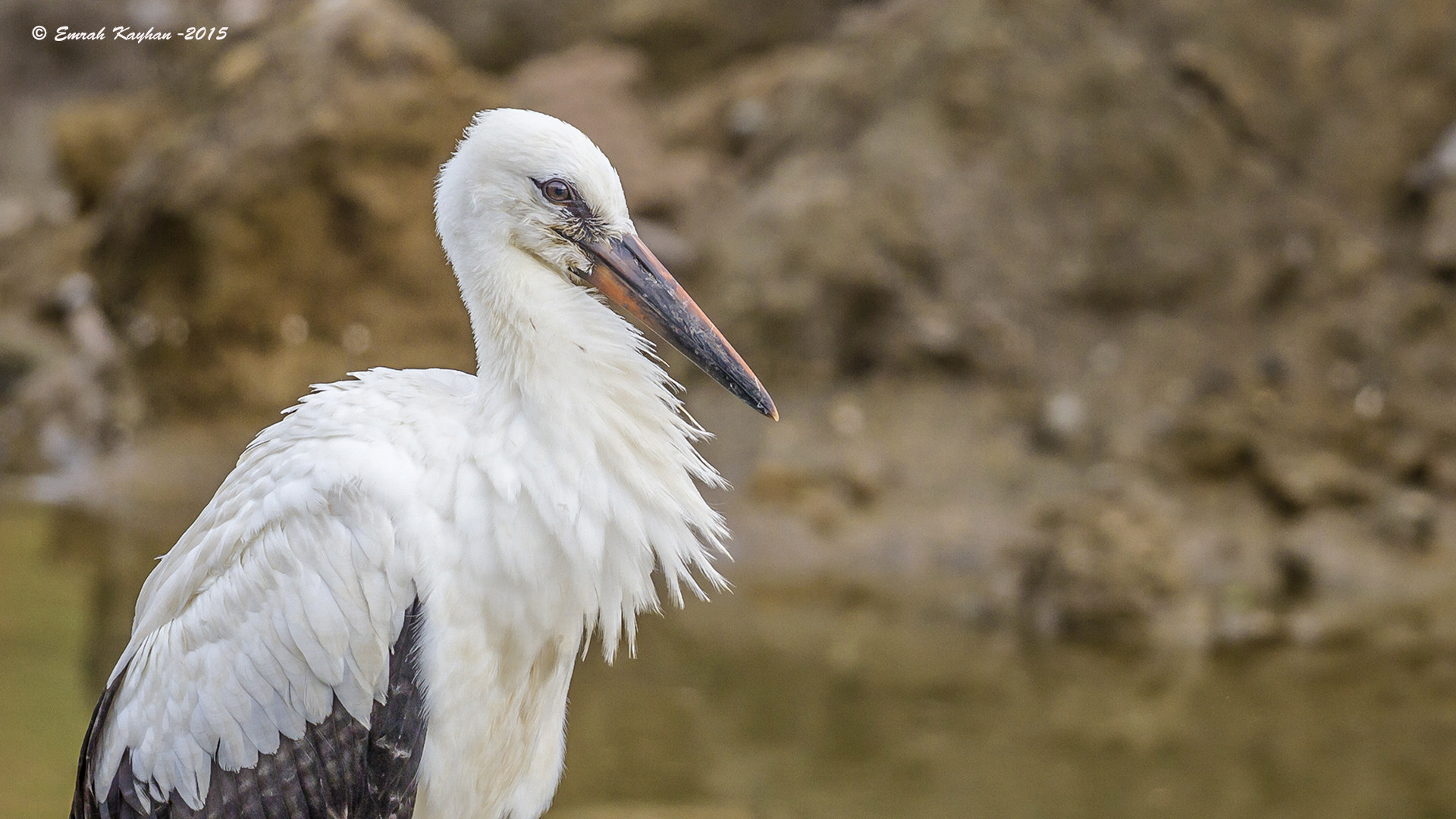 Canon EF 600mm F4L IS II USM sample photo. White stork photography