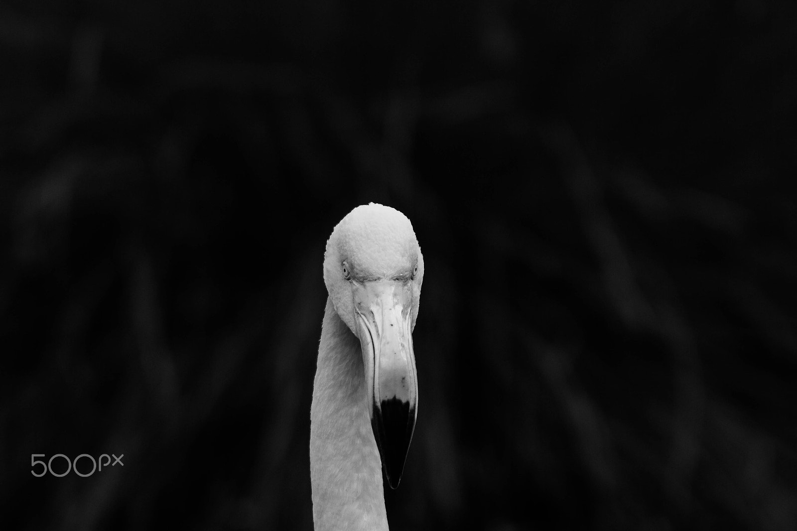 Canon EF 90-300mm F4.5-5.6 sample photo. Flamingo.jpg photography