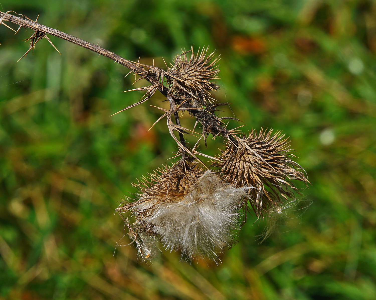 Sony a7R II + 70-200mm F2.8 G SSM OSS II sample photo. Thistle making more. photography