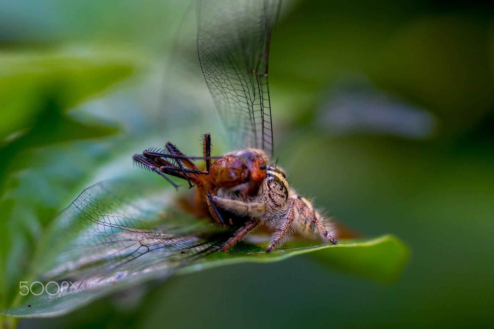 Canon EF 180mm F3.5L Macro USM sample photo. Spider and dragonfly. photography