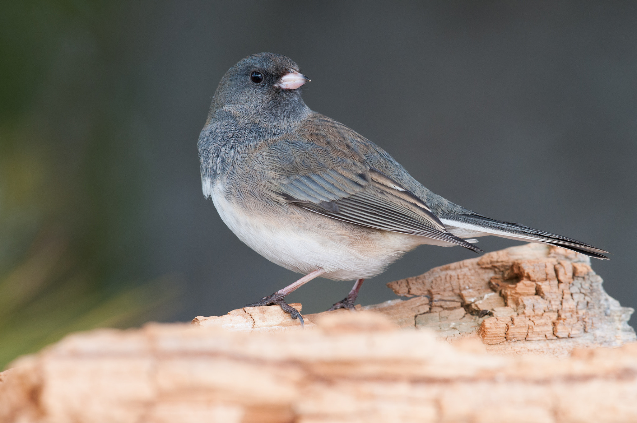 Nikon D300S + Nikon AF-S Nikkor 500mm F4G ED VR sample photo. Junco ardoisé, junco hyemalis, dark-eye junco photography