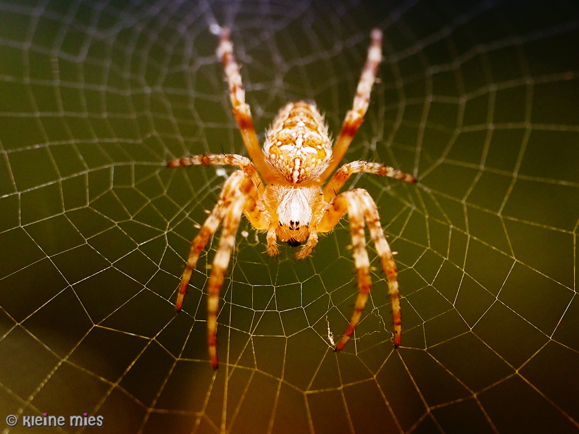 Panasonic Leica DG Macro-Elmarit 45mm F2.8 ASPH OIS sample photo. World wide web photography