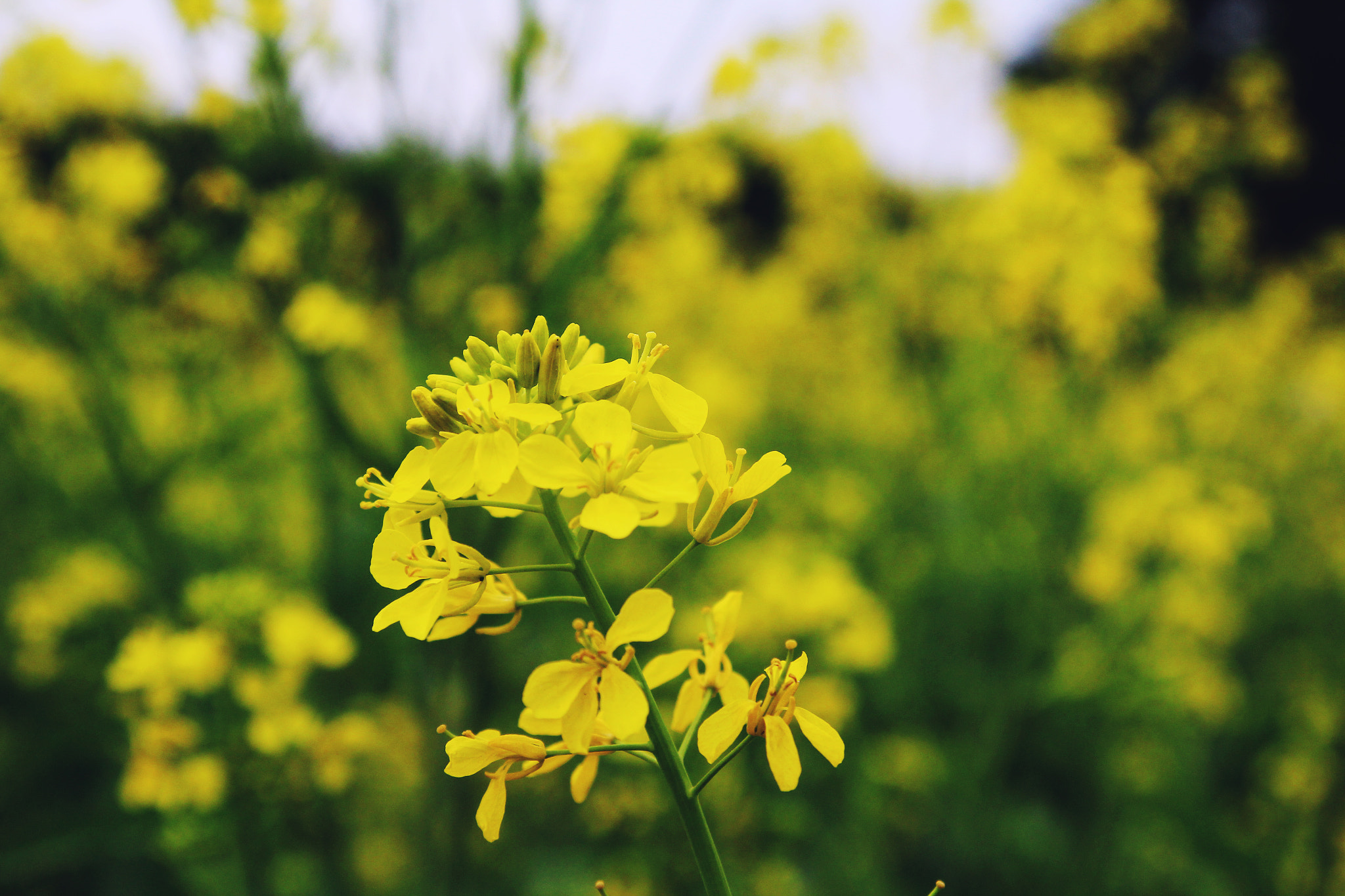 Canon EOS 600D (Rebel EOS T3i / EOS Kiss X5) sample photo. Little yellow flower photography
