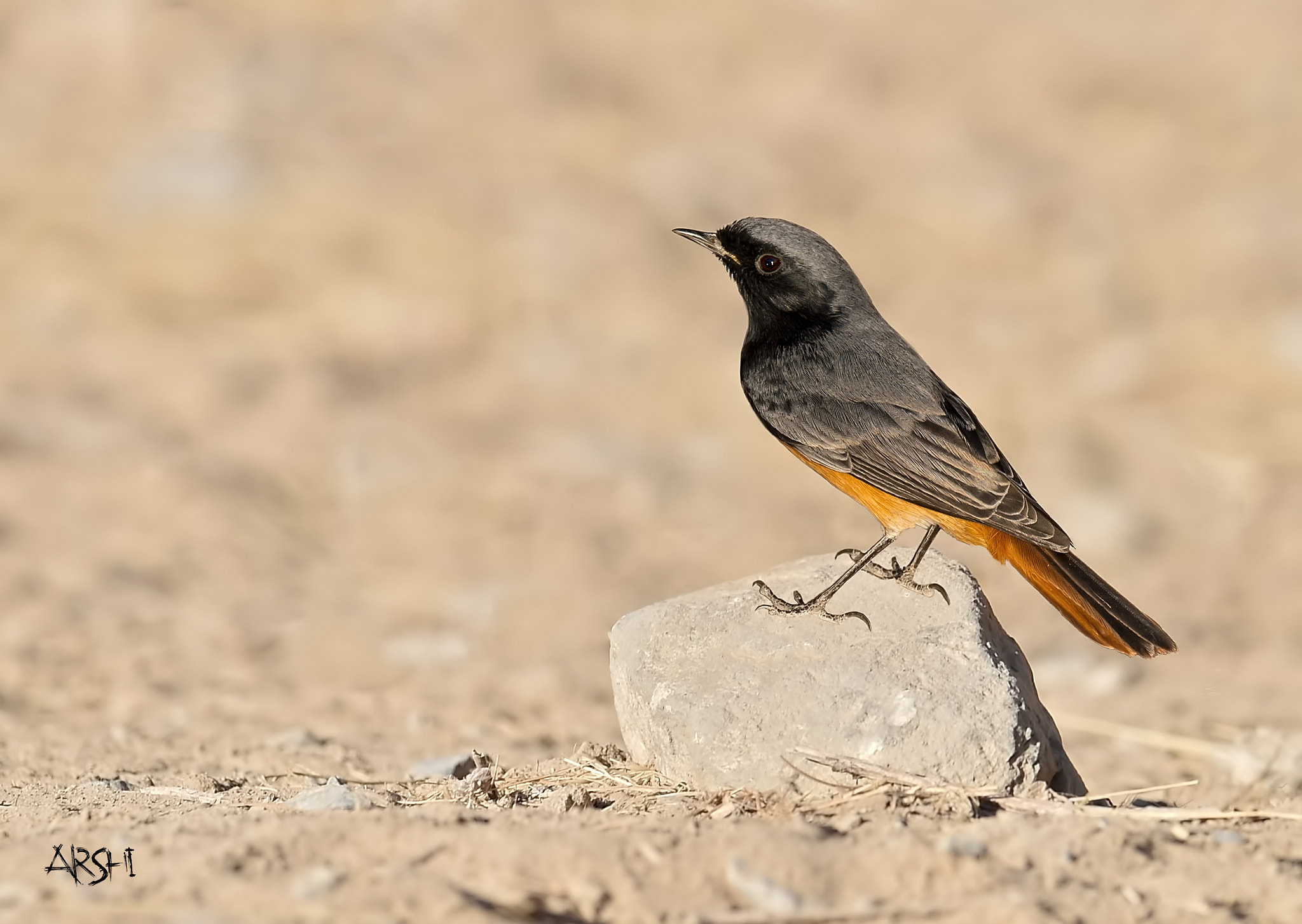 Nikon D4S sample photo. Black redstart photography