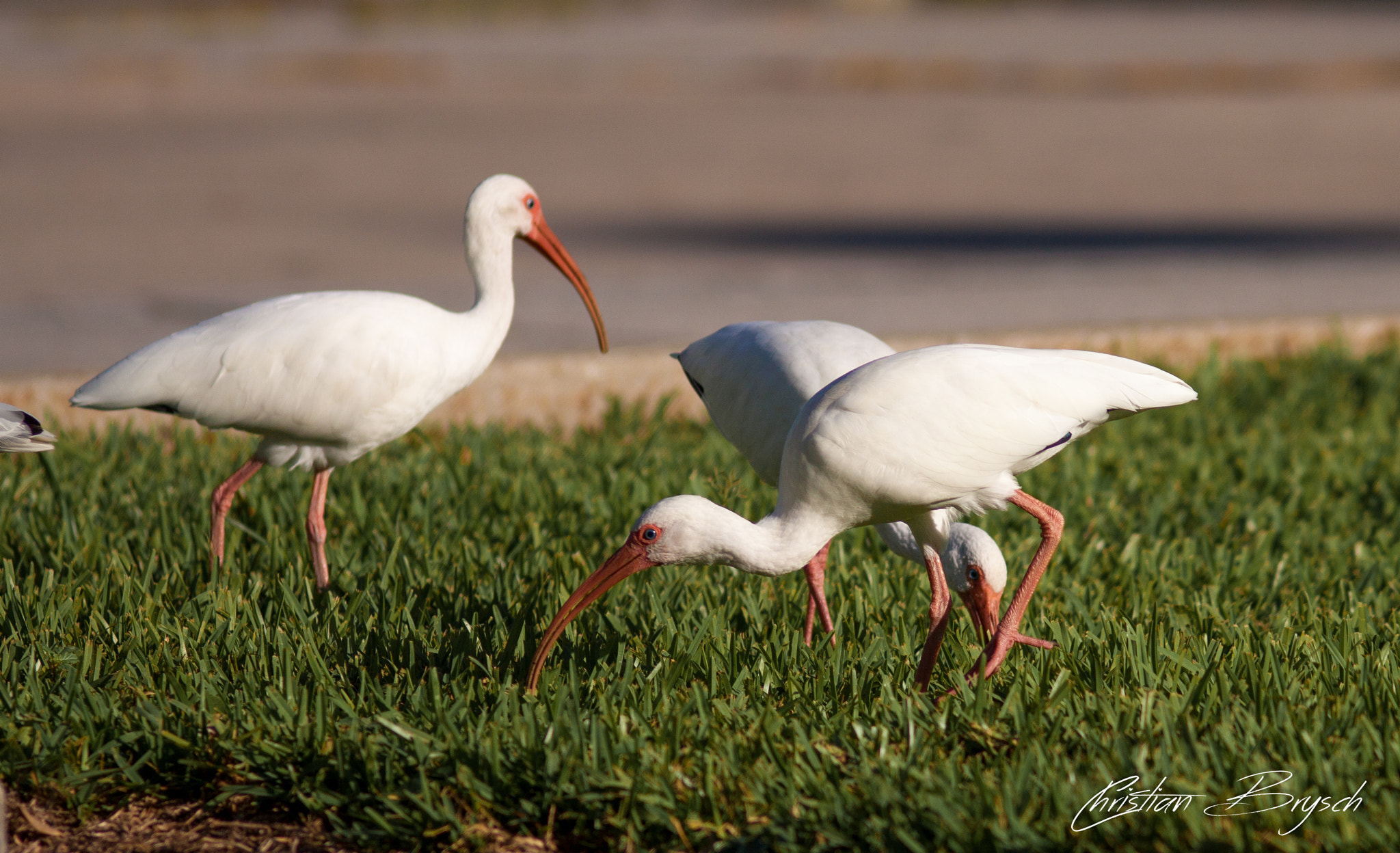 Canon EOS 50D + Canon EF 300mm F4L IS USM sample photo. White ibis photography