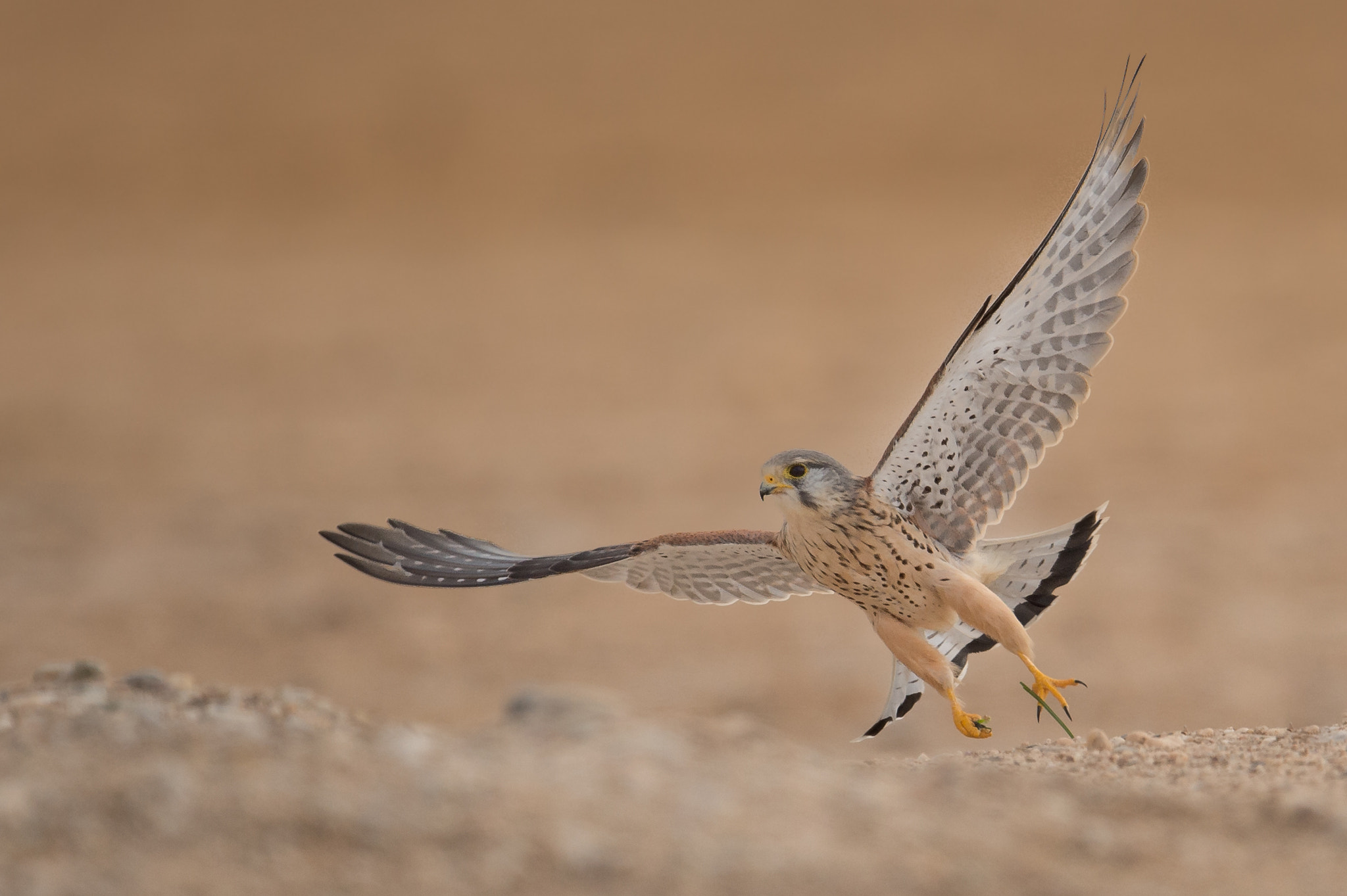 Nikon D4S sample photo. Common kestrel photography
