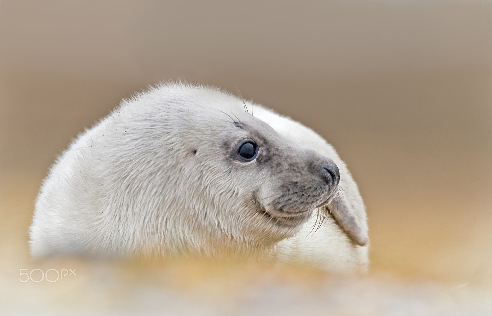 Sigma 120-300mm F2.8 EX DG HSM sample photo. Grey seal (adolescent) photography