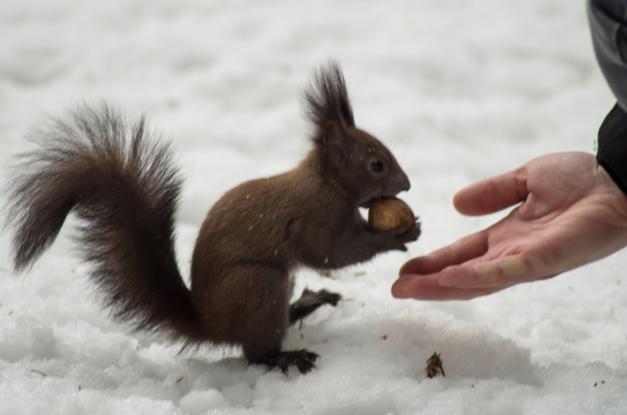 Tamron AF 70-300mm F4-5.6 Di LD Macro sample photo. Handshake? photography
