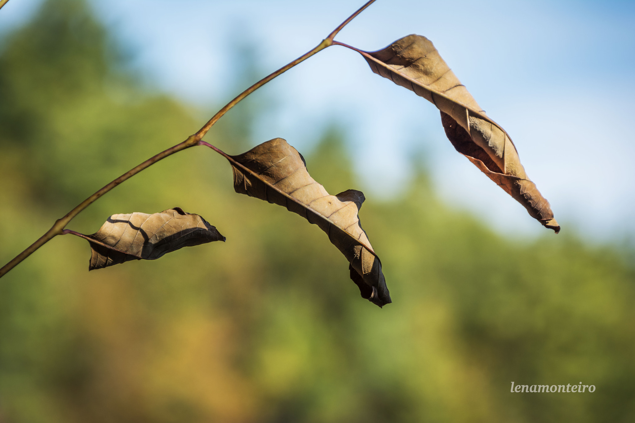 Sigma 18-250mm F3.5-6.3 DC OS HSM sample photo. The last leaves... photography