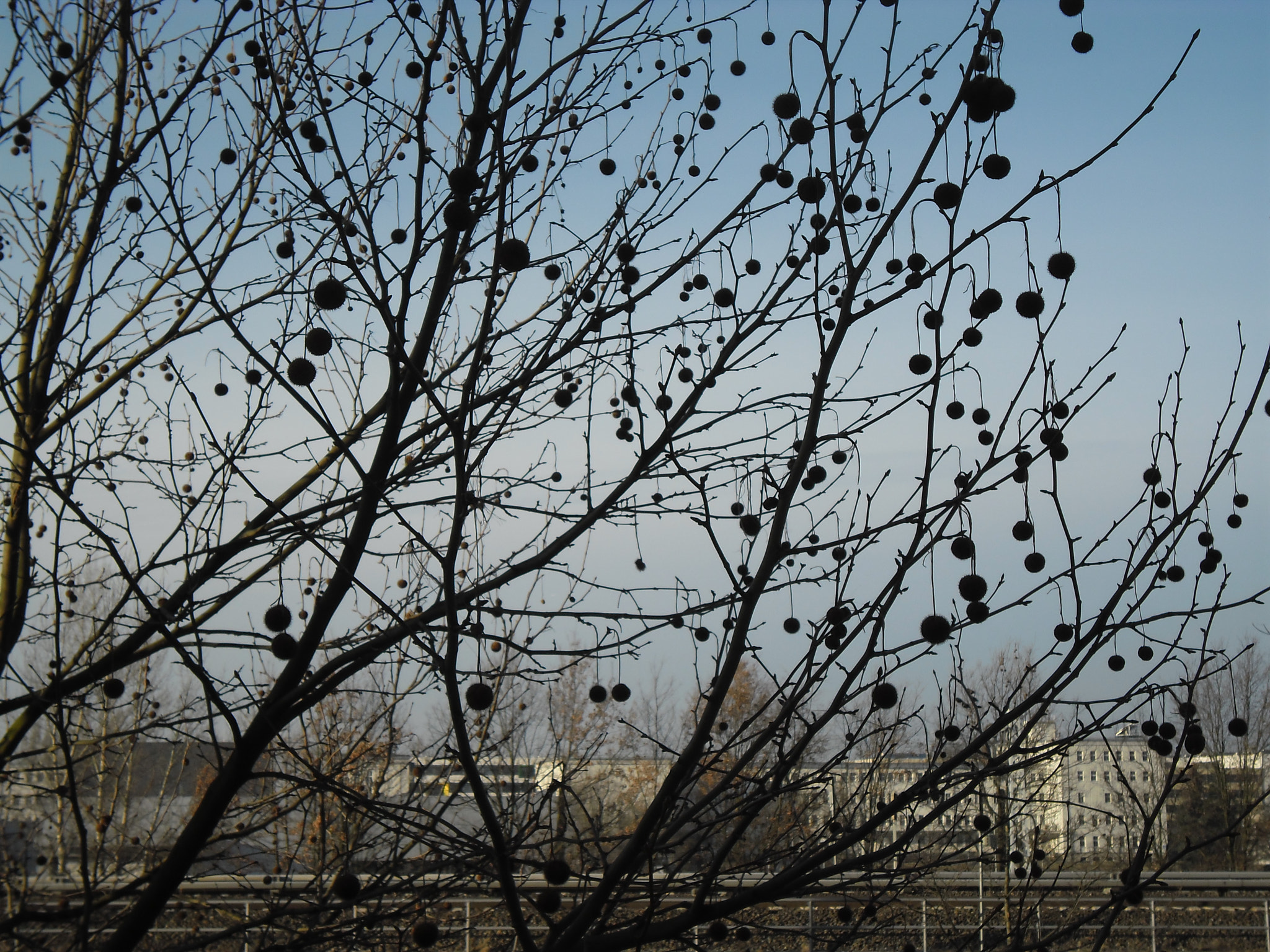 Samsung ES80/ ES81 sample photo. Berlin trees photography