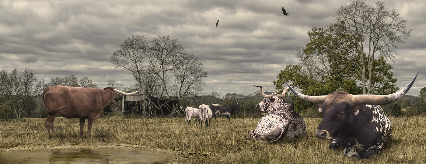 Canon EOS-1D sample photo. Home on the range photography