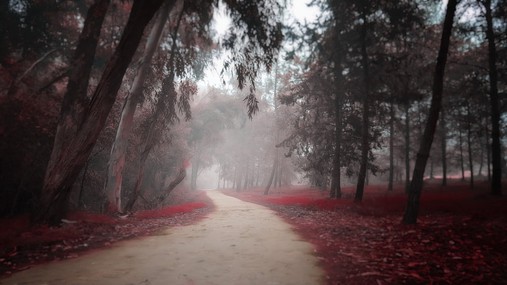 Misty Red by Pavlos Pavlou on 500px.com