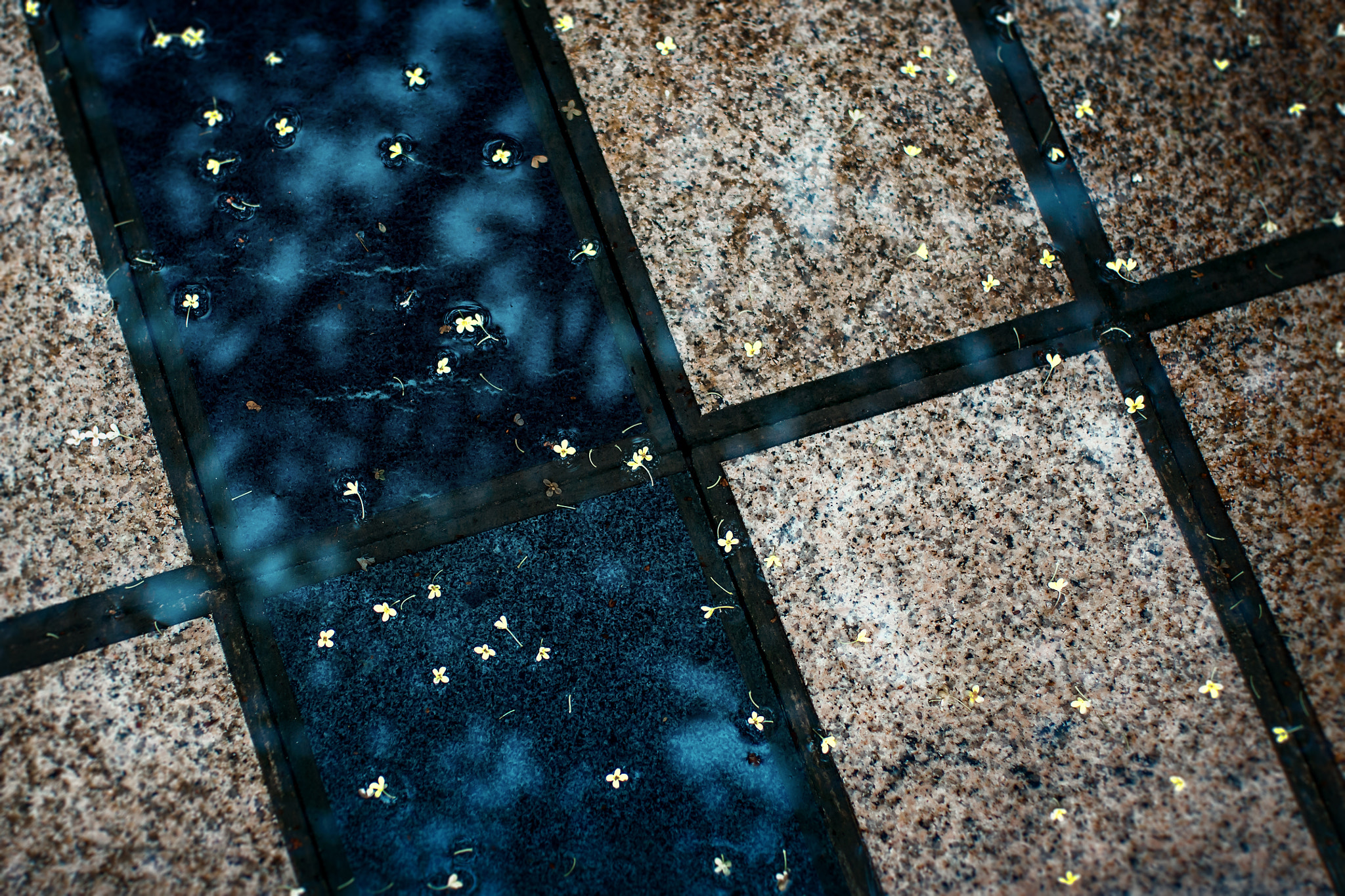 Pentax smc FA 43mm F1.9 Limited sample photo. Rainy fragrans photography