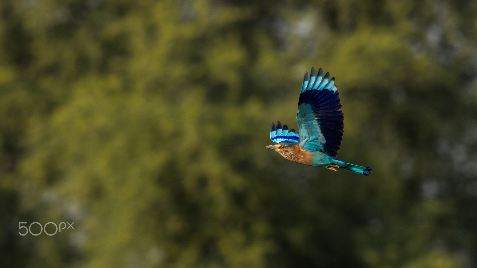 Canon EOS-1D Mark IV + Canon EF 400mm F5.6L USM sample photo. Indian roller photography