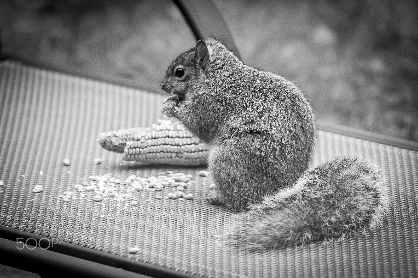 Canon EF 70-200mm F4L USM sample photo. The messy eater photography