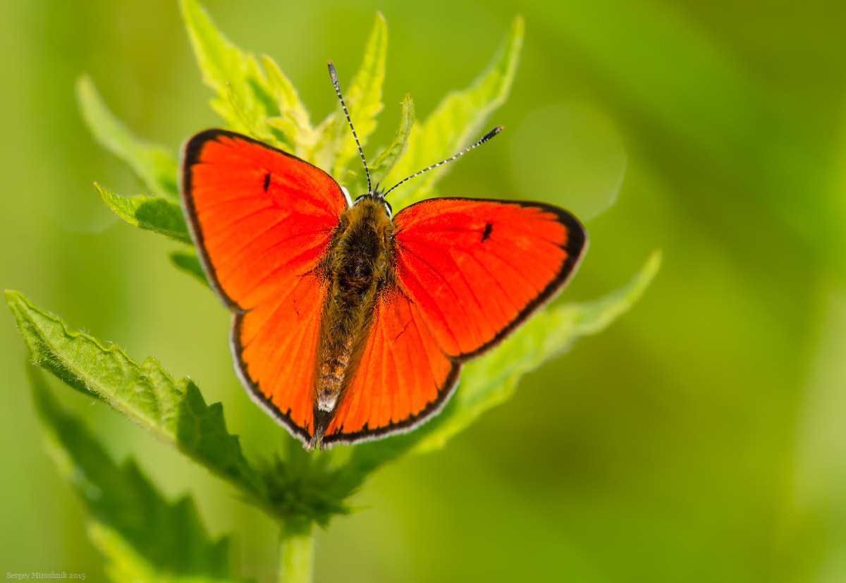 Sigma 150mm F2.8 EX DG Macro HSM sample photo. Butterfly, photography