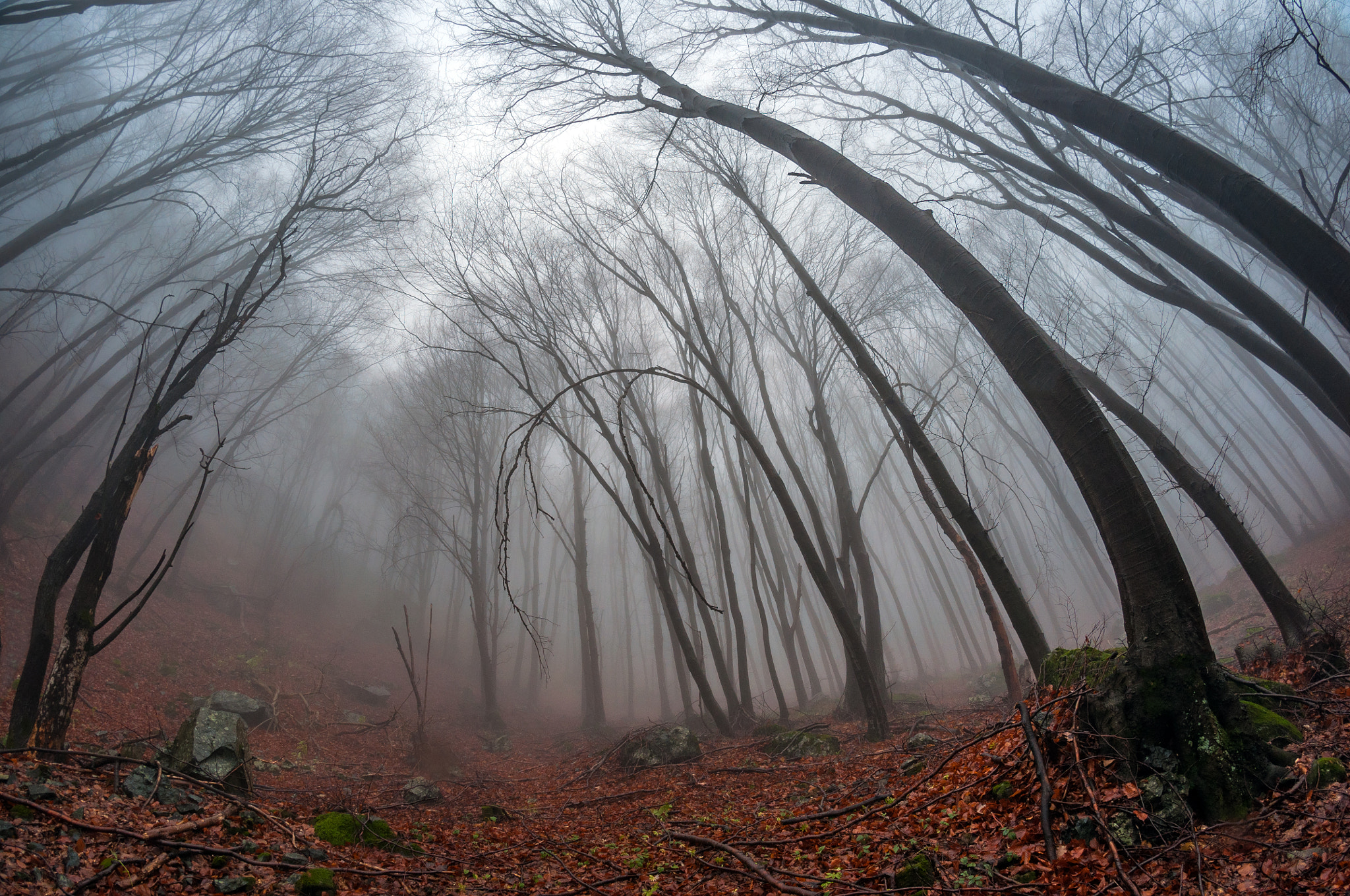 Nikon D90 + Samyang 8mm F3.5 Aspherical IF MC Fisheye sample photo. *** photography