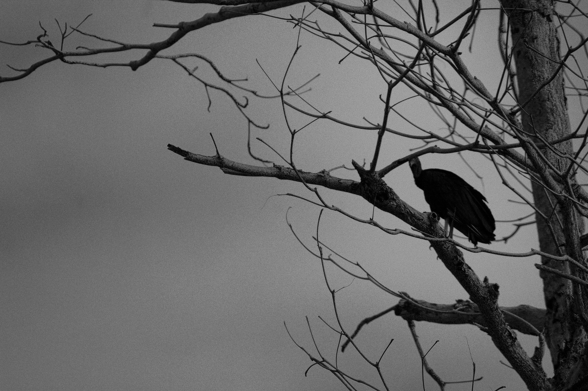 Canon EF-S 55-250mm F4-5.6 IS sample photo. Al asecho photography