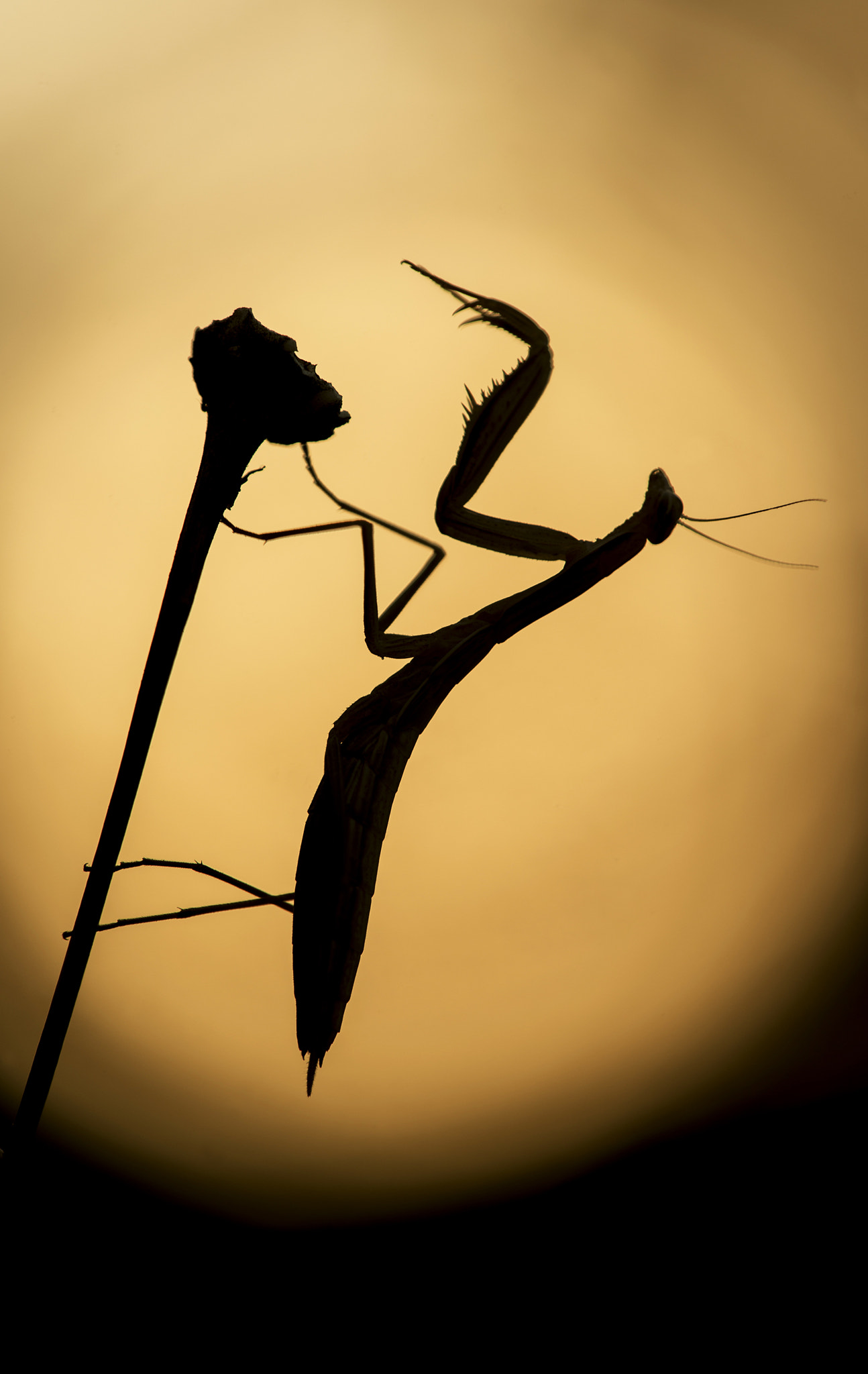 Sigma 150mm F2.8 EX DG Macro HSM sample photo. Sunset mantis photography