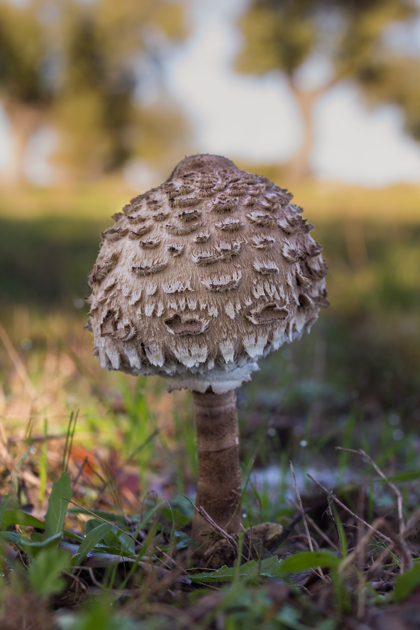 Canon EOS 60D + Sigma 50mm f/2.8 EX sample photo. Macrolepiota procera photography