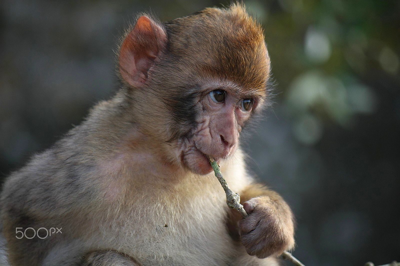 Canon EF-S 55-250mm F4-5.6 IS sample photo. Baby monkey photography