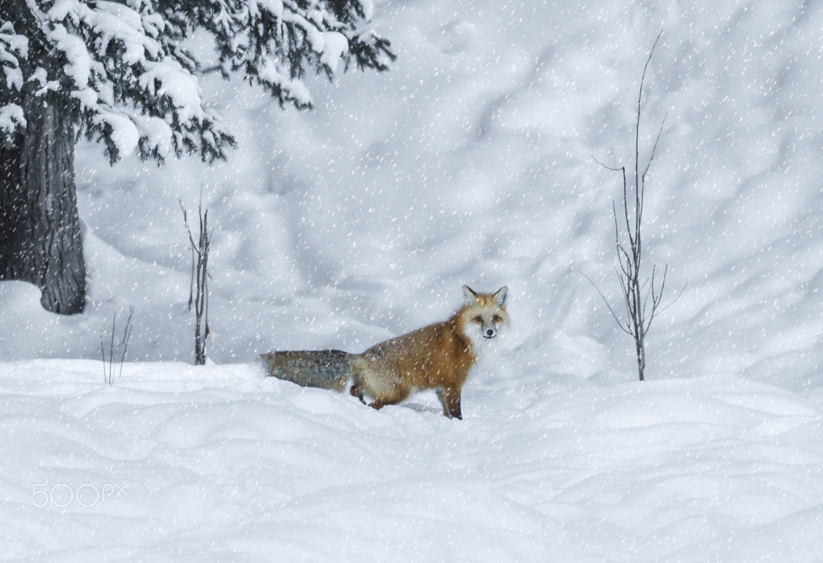 Canon EOS-1D Mark IV + Canon EF 100-400mm F4.5-5.6L IS II USM sample photo. A red fox poses in a falling snow photography