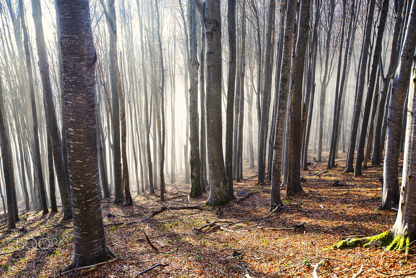 16-35mm F2.8 sample photo. Fog inside forest photography