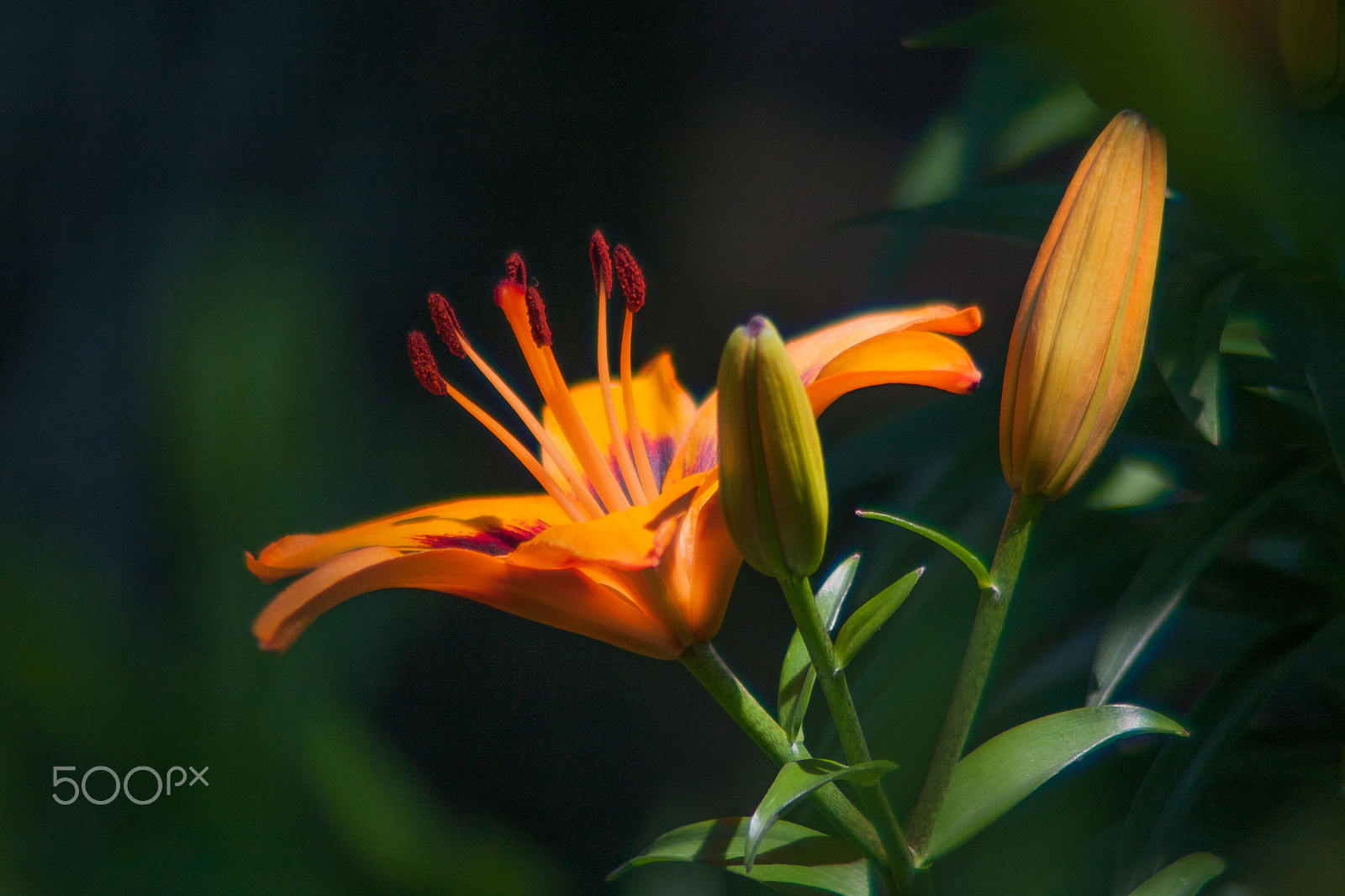 Sigma 70-300mm F4-5.6 APO DG Macro sample photo. Lilies photography
