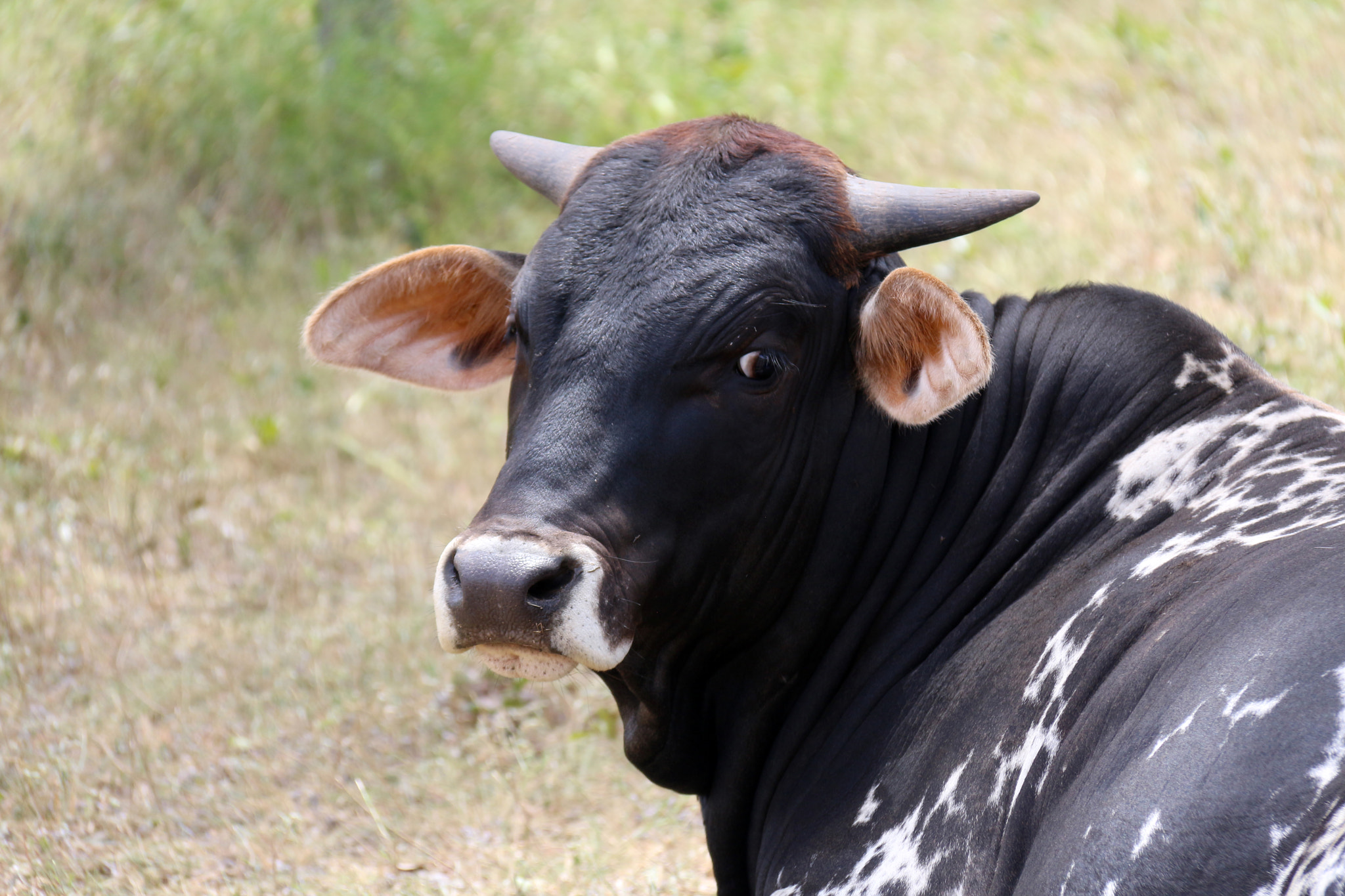 Canon EOS 650D (EOS Rebel T4i / EOS Kiss X6i) sample photo. Black brahman photography