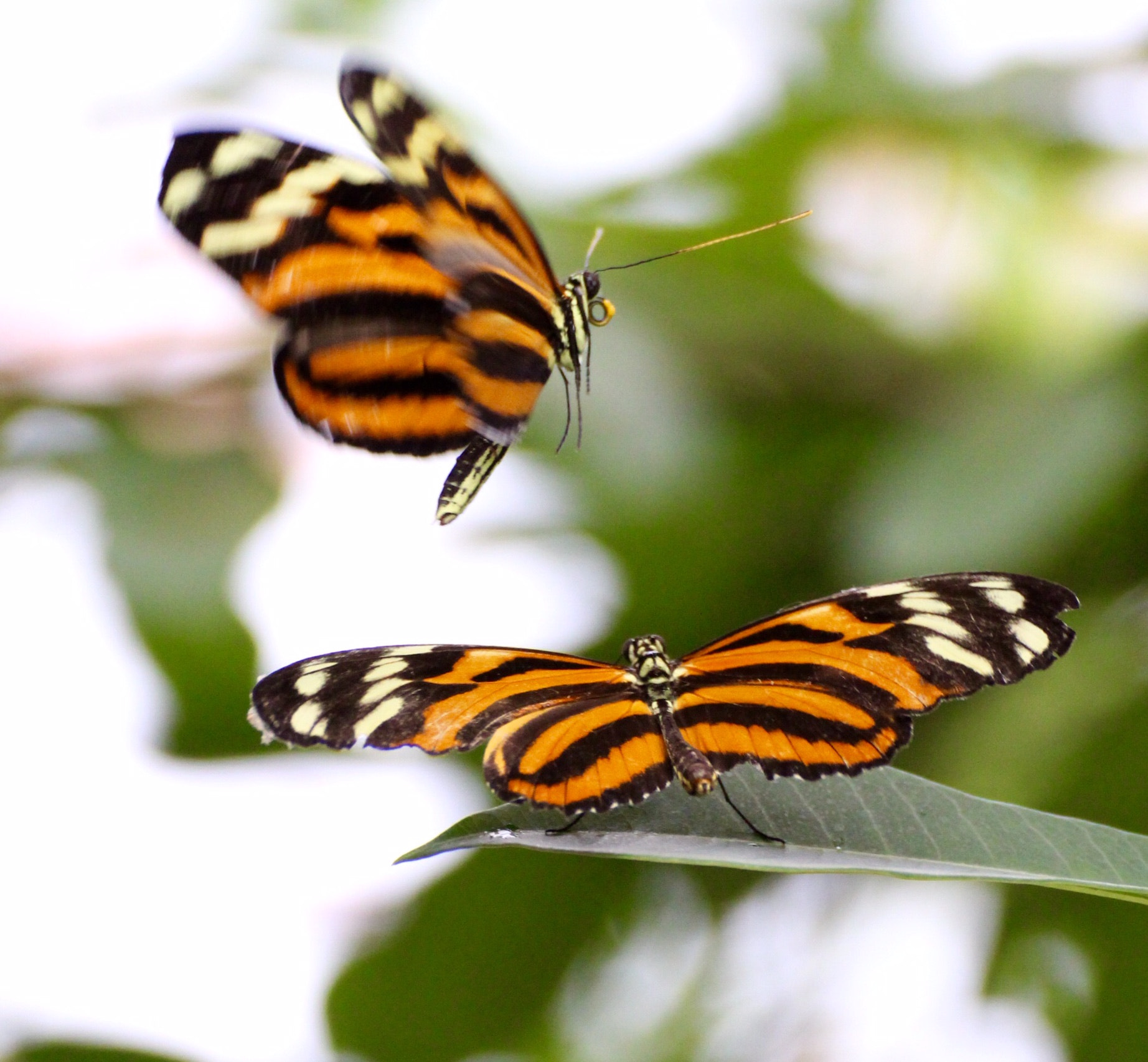 Canon EOS 700D (EOS Rebel T5i / EOS Kiss X7i) + Canon 70-300mm sample photo. Nice butterfly photography