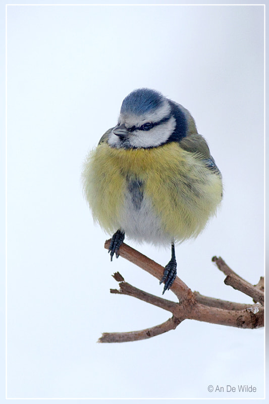 Canon EOS 5D Mark II + Canon EF 400mm F5.6L USM sample photo. Fluffy blue tit photography