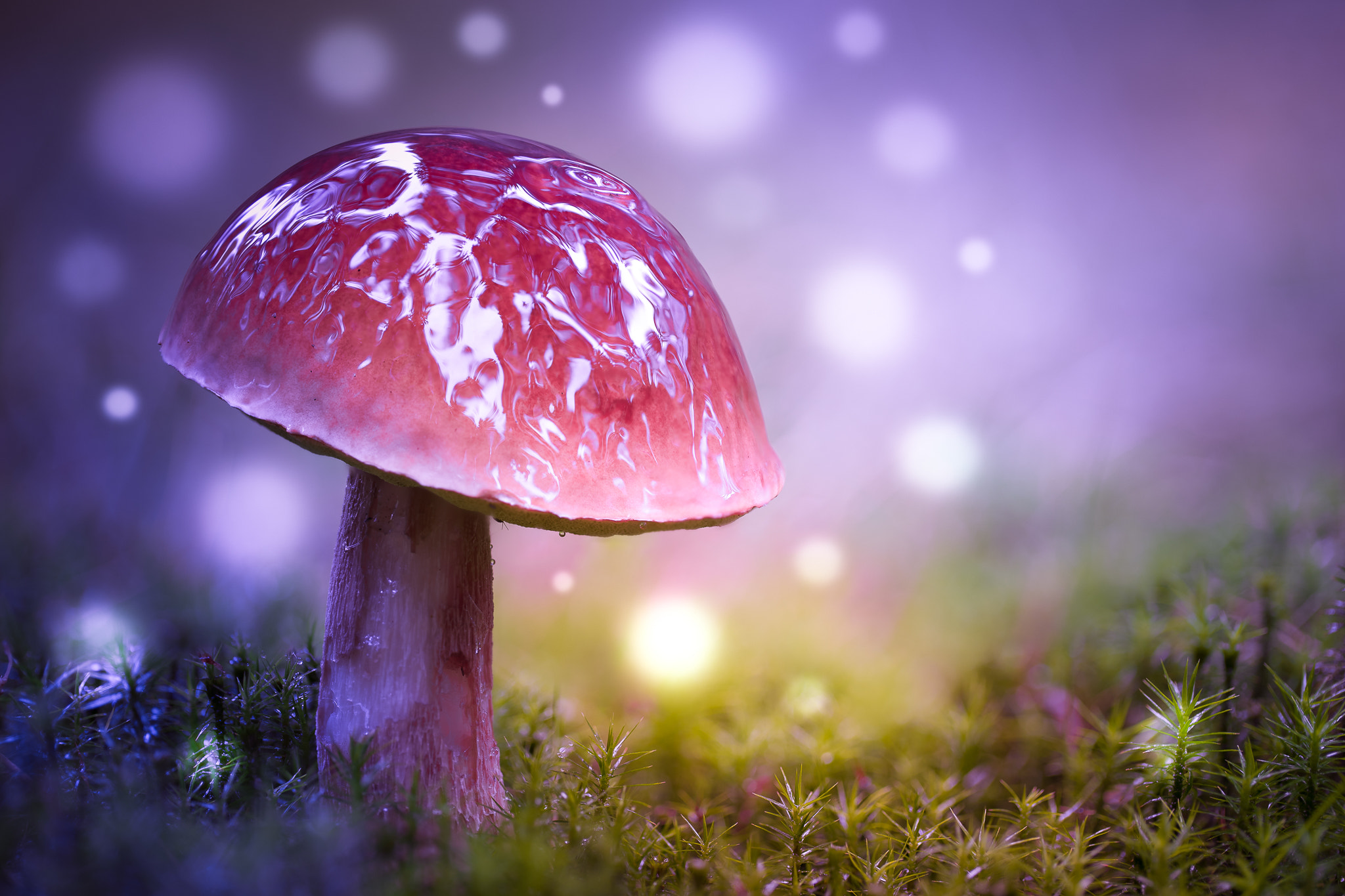 100mm F2.8 G SSM OSS sample photo. Pixie world - think different... photography