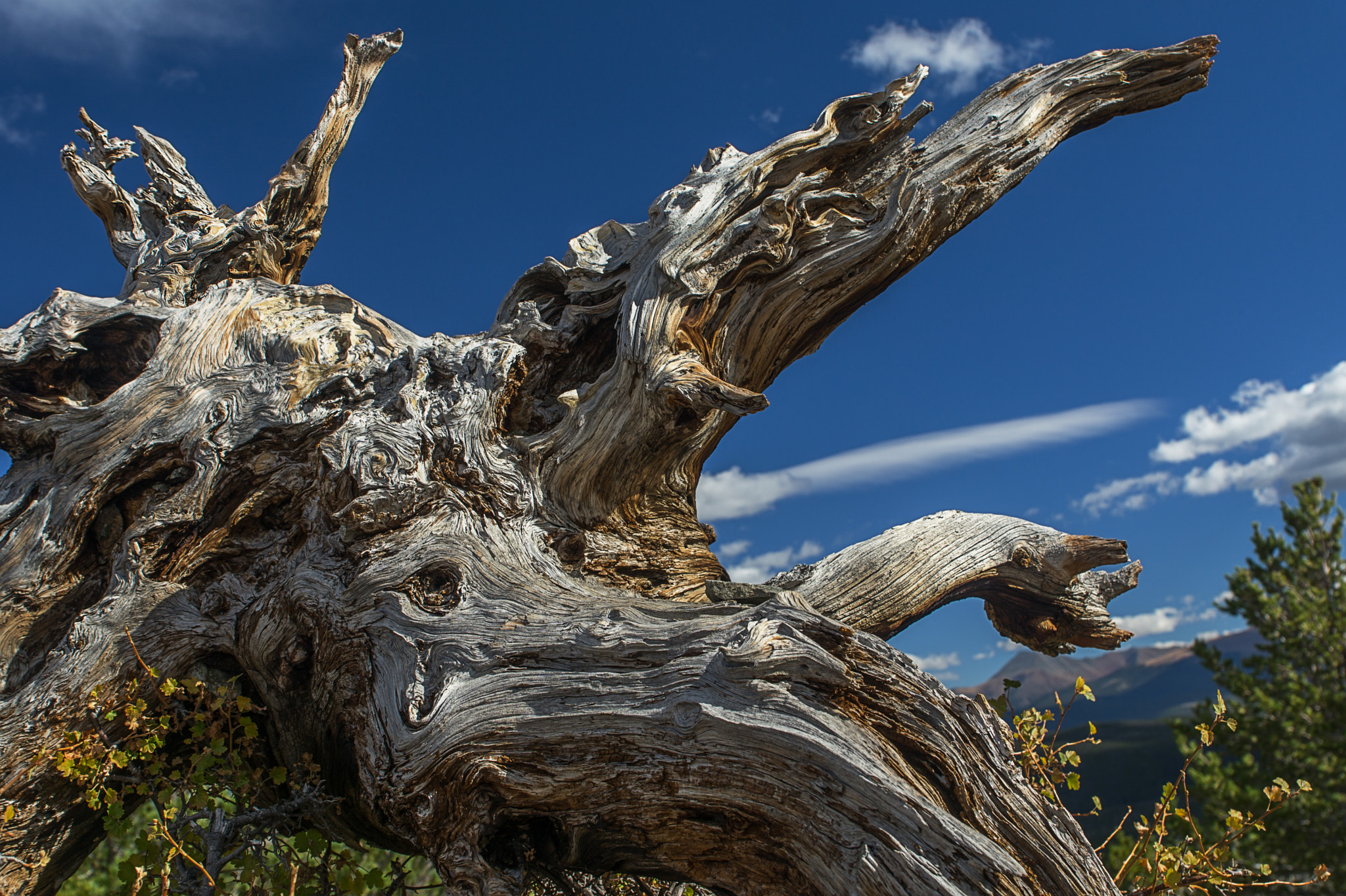 Sony a6000 + Sony DT 16-50mm F2.8 SSM sample photo. Gnarled photography