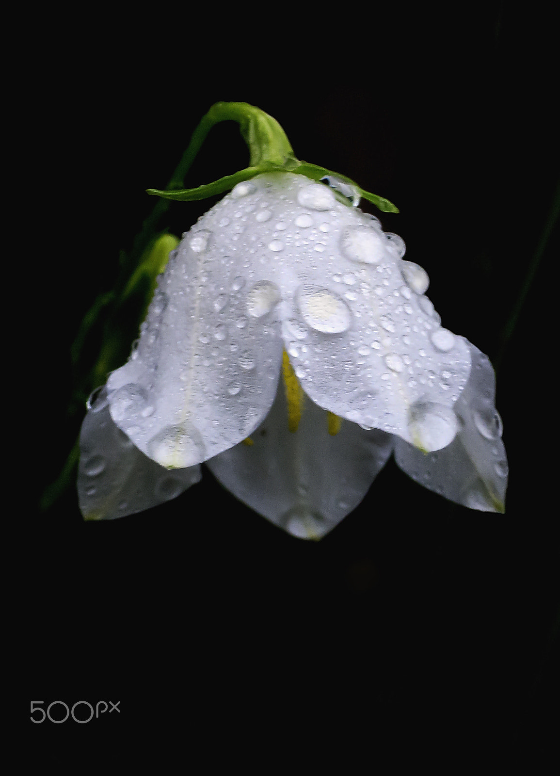 Ricoh Caplio R30 sample photo. Sad day photography