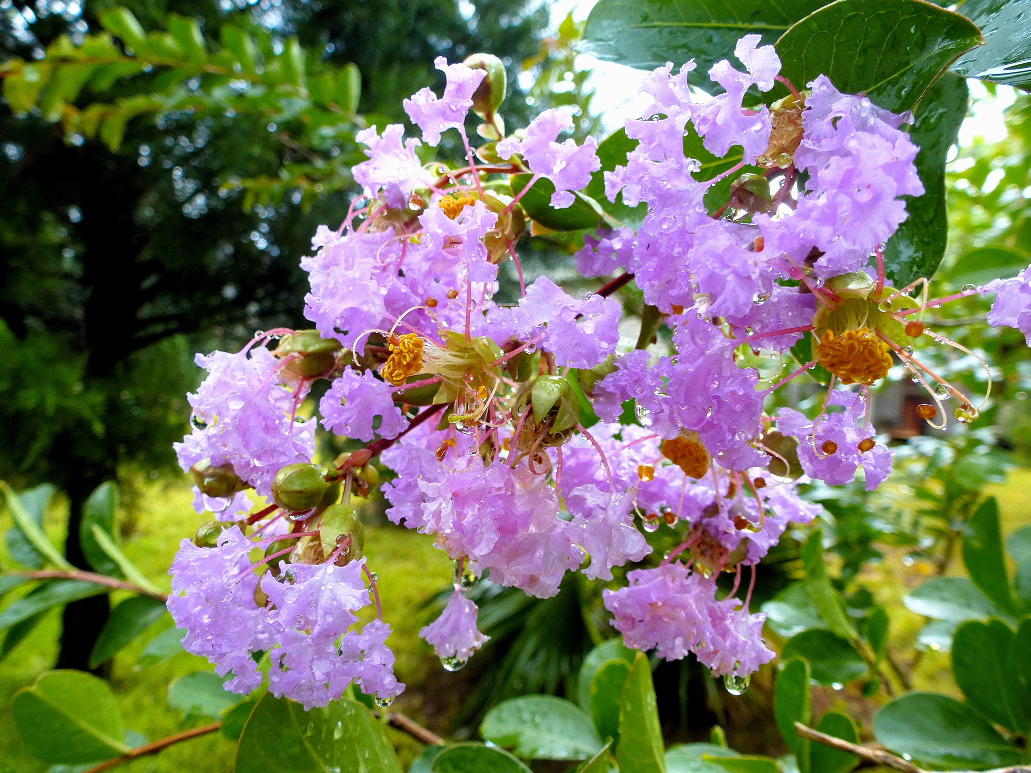 Panasonic DMC-ZS15 sample photo. Crepe myrtle photography