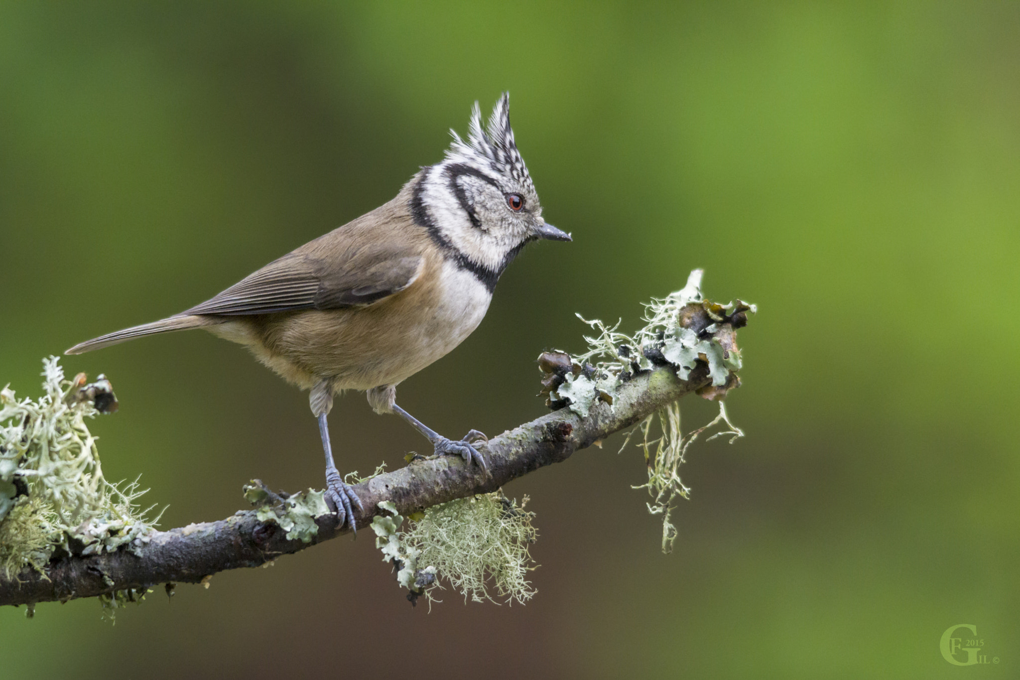 Sigma 150-500mm F5-6.3 DG OS HSM sample photo. European crested tit photography