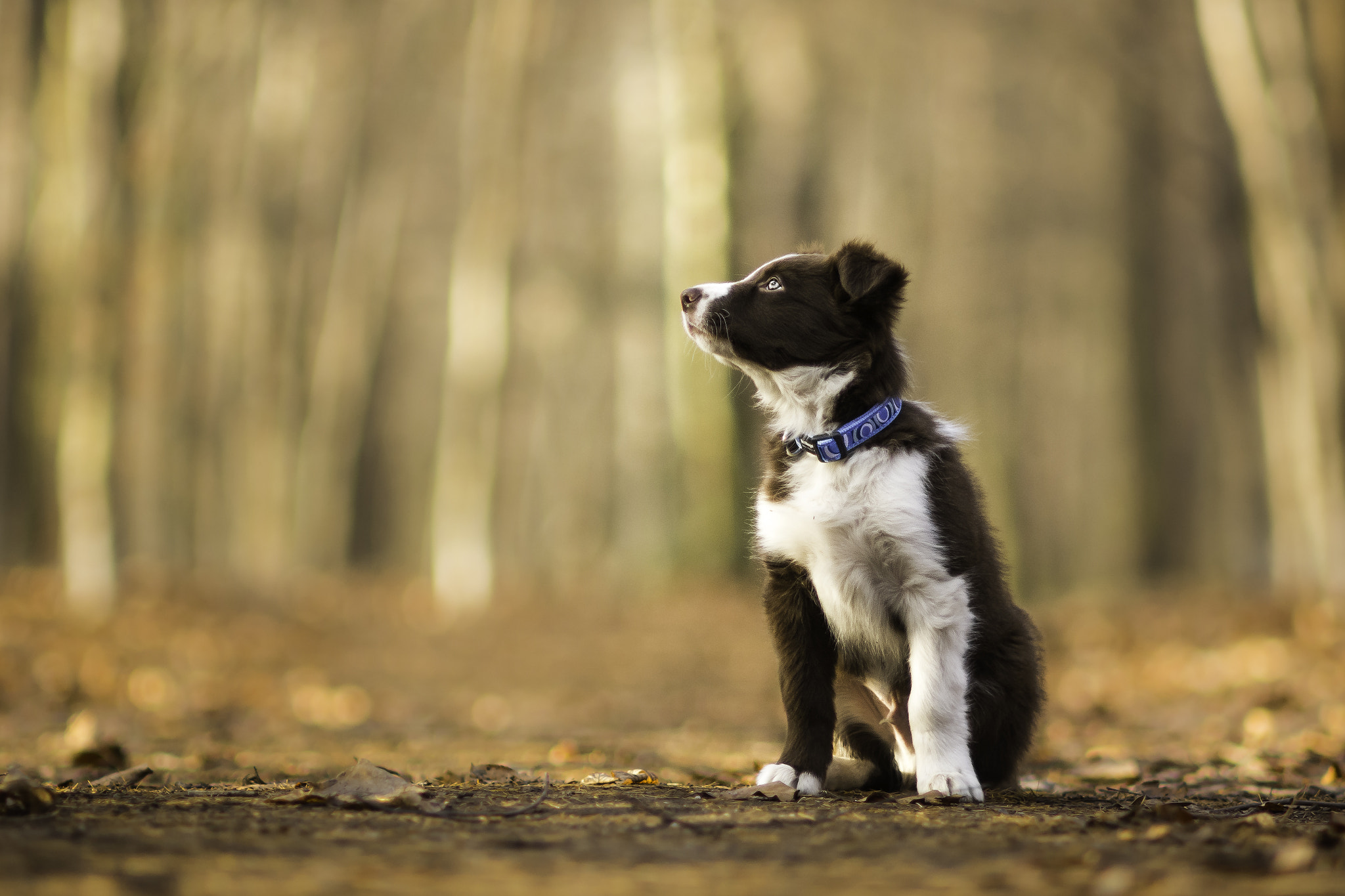 Nikon D7100 + AF DC-Nikkor 135mm f/2 sample photo. Little rio photography
