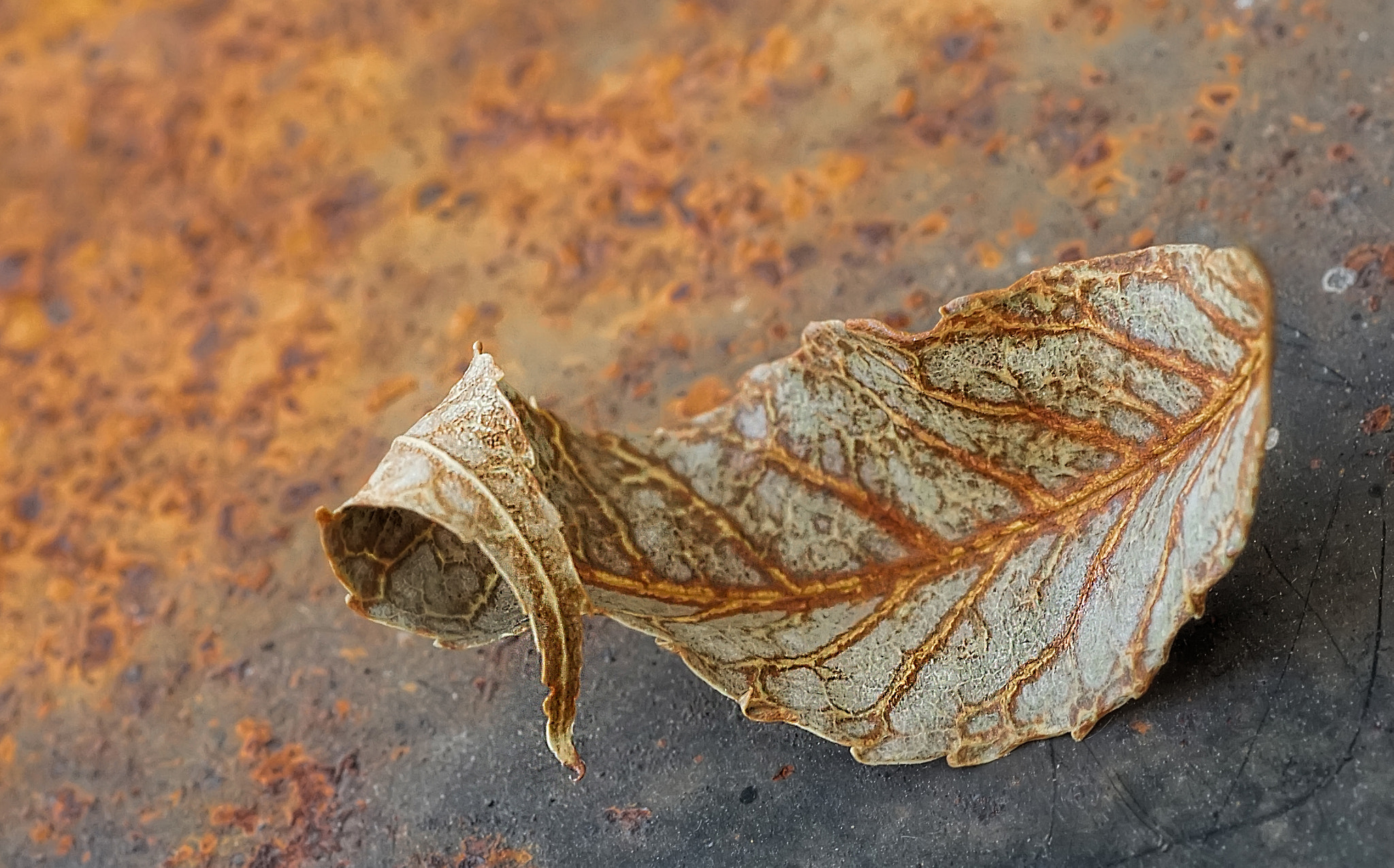 Minolta AF 100mm F2.8 Macro [New] sample photo. Rusty convergence photography