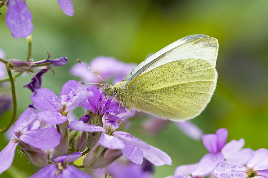 Nikon D800 + AF Micro-Nikkor 105mm f/2.8 sample photo. Small white butterfly (uk) photography