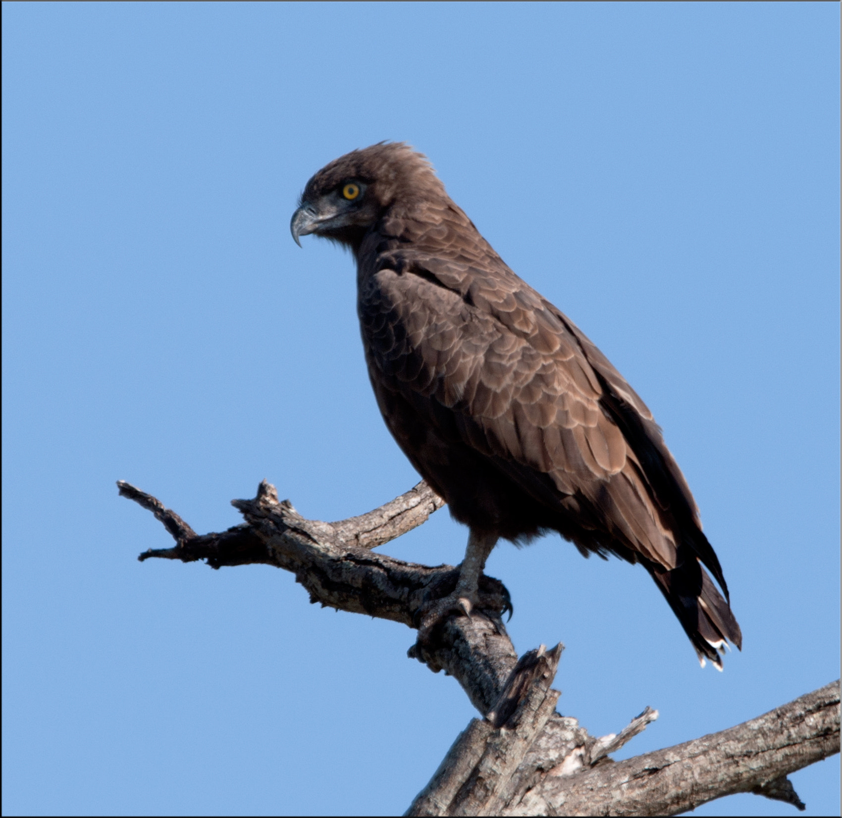 Nikon AF-S Nikkor 400mm F2.8G ED VR II sample photo. Brown snake eagle photography