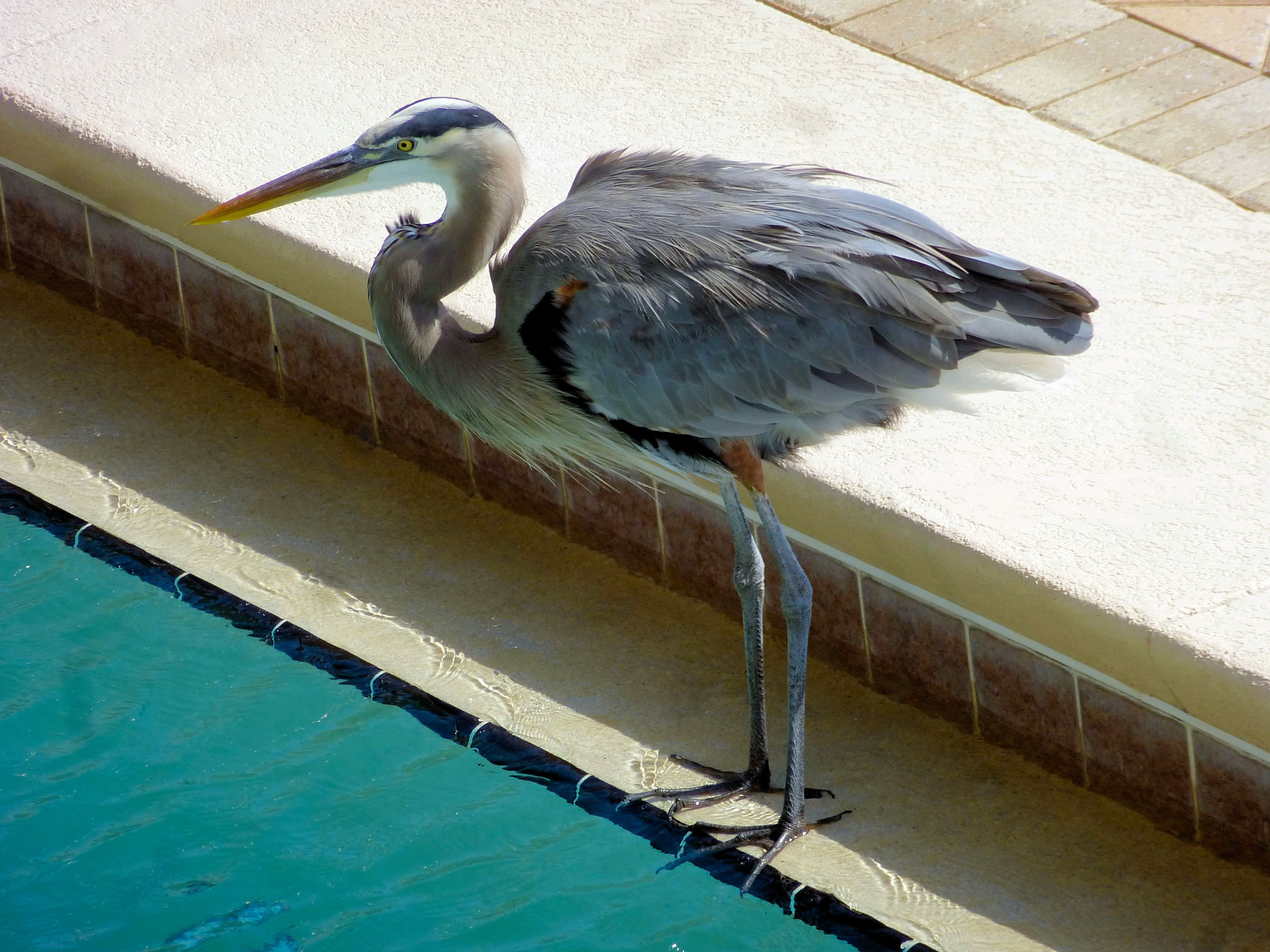 Panasonic DMC-ZS15 sample photo. Heron's water bowl photography