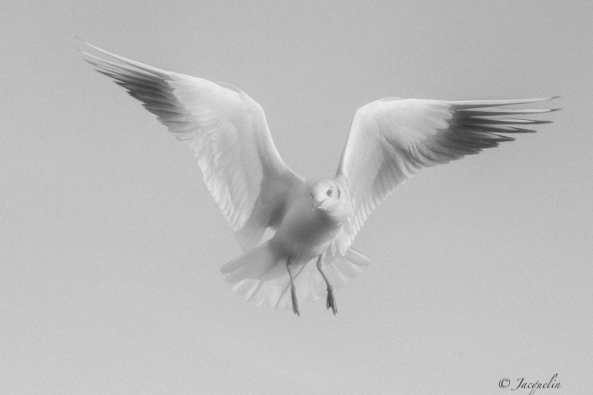 AF Zoom-Nikkor 80-200mm f/2.8 ED sample photo. Bird photography