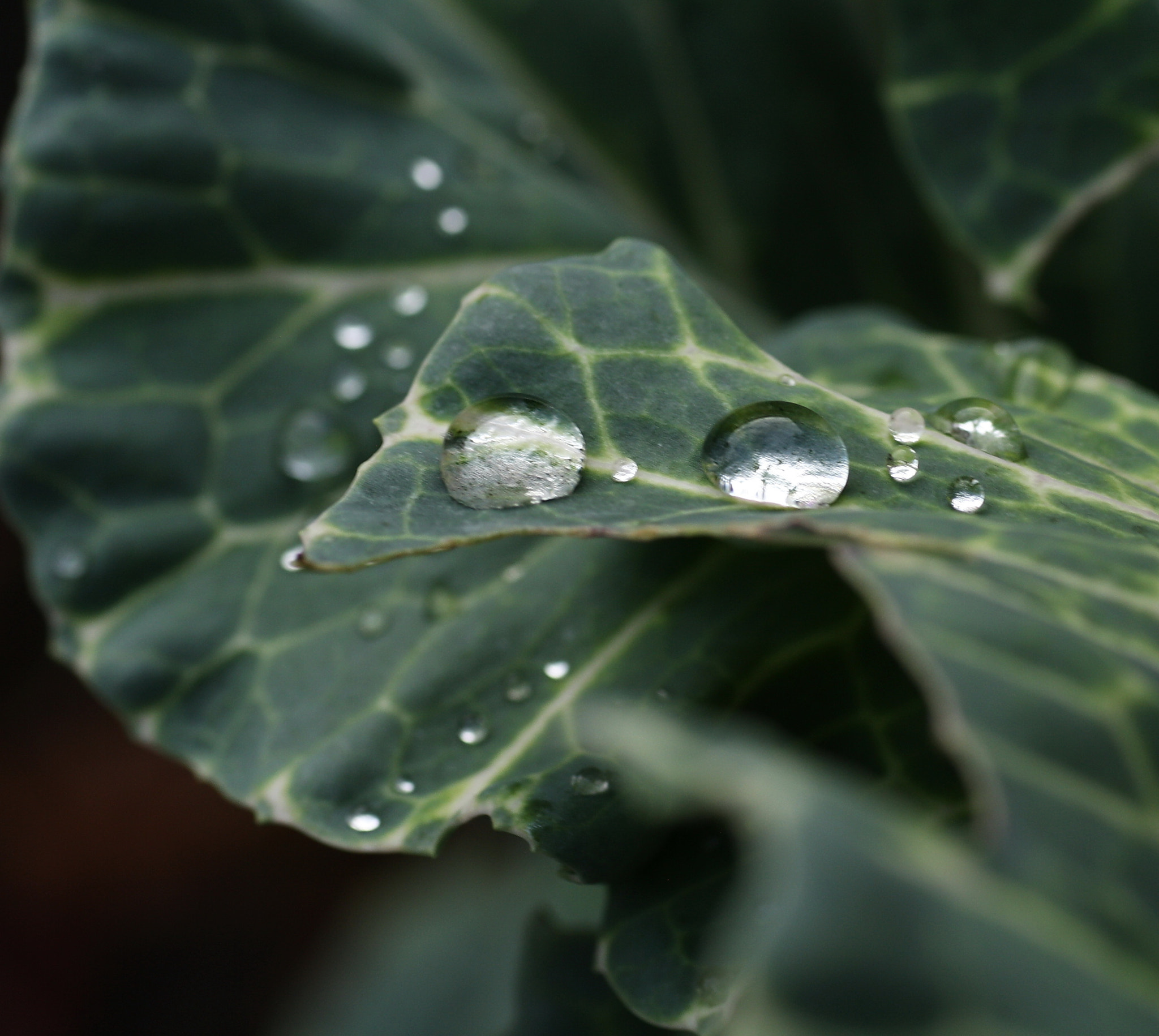 Sigma 50mm f/1.4 EX DG HSM + 1.4x sample photo. Drops on the green leaf photography