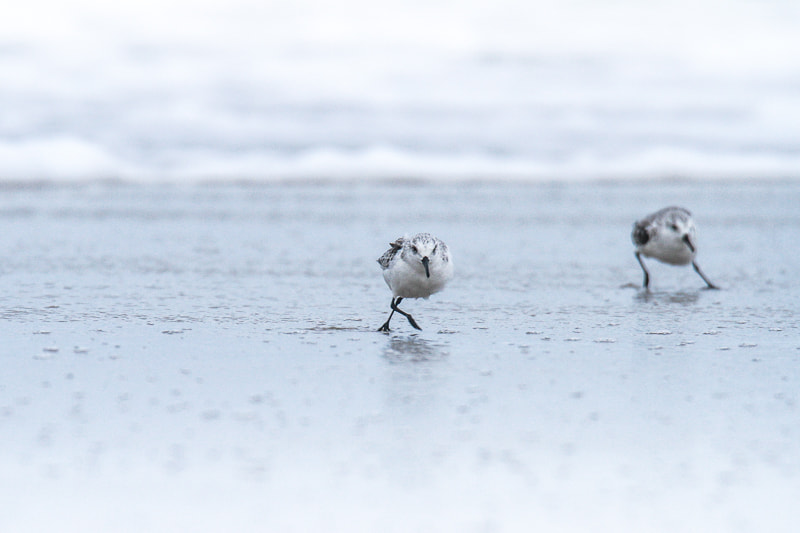 Canon EOS 7D + Tamron SP 150-600mm F5-6.3 Di VC USD sample photo. Sandpipers in the storm photography