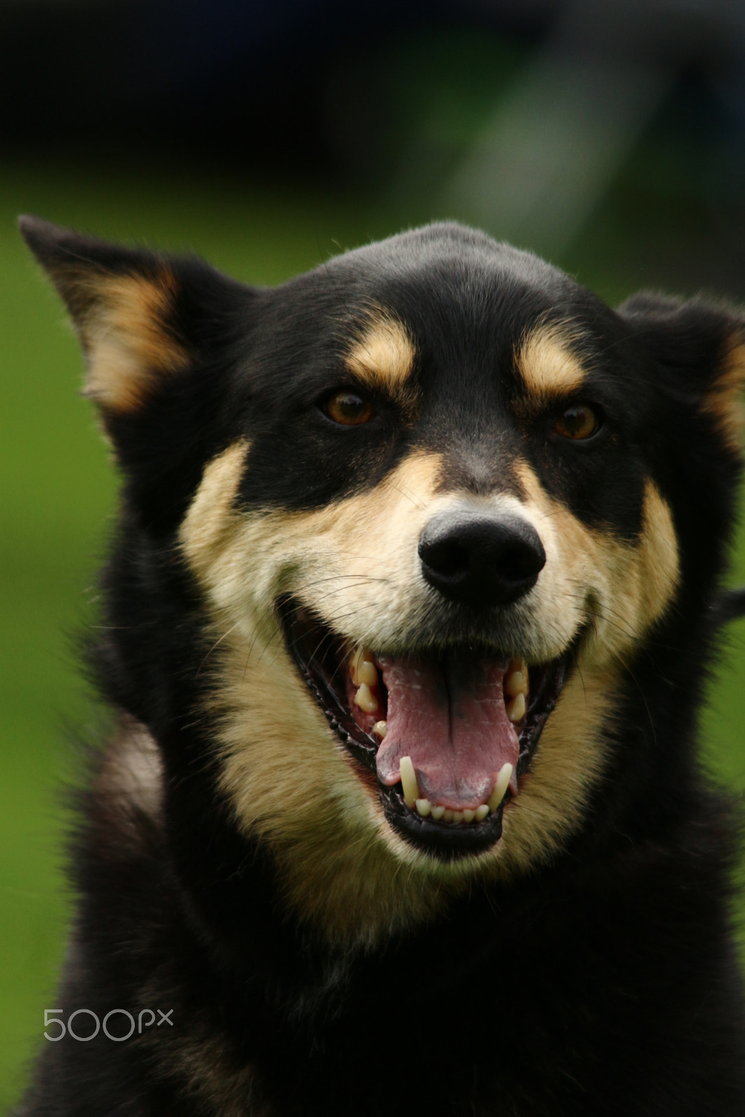 Sigma 150-500mm F5-6.3 DG OS HSM sample photo. Happy dog photography